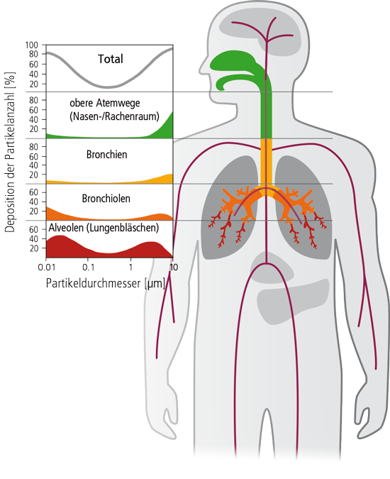 Fine dust deposition in the respiratory tract